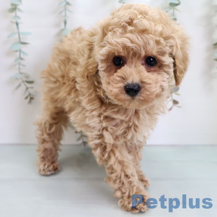 福岡県のトイプードル(トイ) (ペットプラス ららぽーと福岡店/2025年11月13日生まれ/男の子/アプリコット)の子犬の2枚目の画像