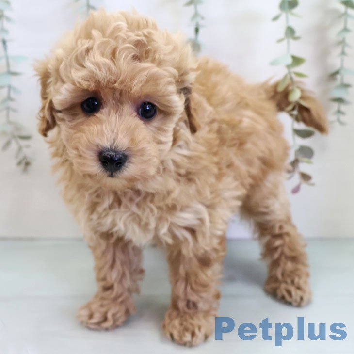 福岡県のトイプードル(トイ) (ペットプラス 春日店/2025年11月13日生まれ/女の子/アプリコット)の子犬の2枚目の画像