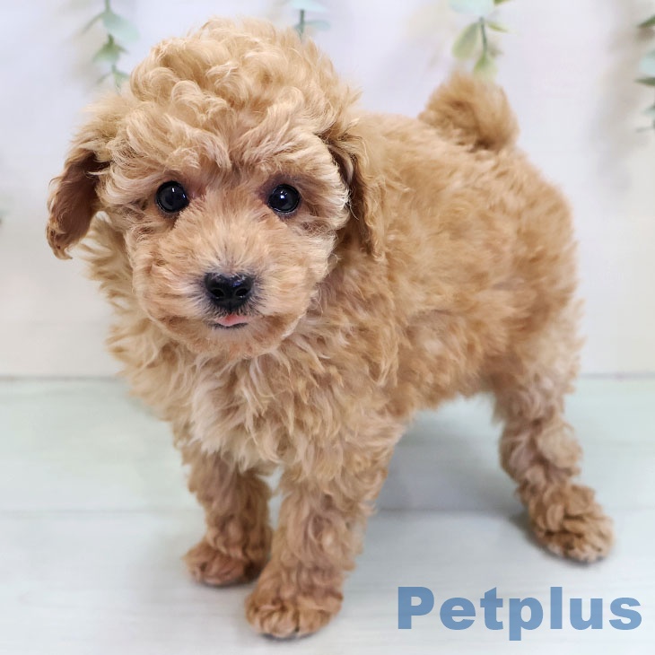熊本県のトイプードル(トイ) (ペットプラス 熊本店/2025年11月13日生まれ/女の子/アプリコット)の子犬の2枚目の画像