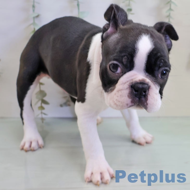 福岡県のボストンテリア (ペットプラス 八幡東店/2025年11月10日生まれ/男の子/ボストンカラー)の子犬の1枚目の画像