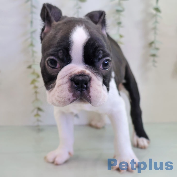 福岡県のボストンテリア (ペットプラス 八幡東店/2025年11月10日生まれ/男の子/ボストンカラー)の子犬の2枚目の画像
