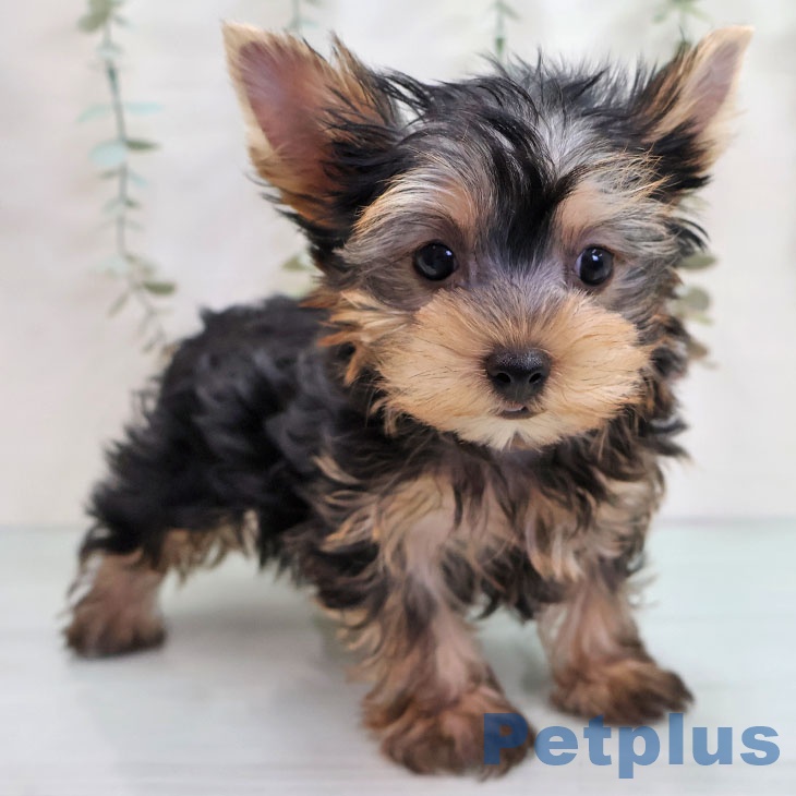 長崎県のヨークシャーテリア (ペットプラス 長崎店/2025年11月10日生まれ/男の子/スチールブルータン)の子犬の1枚目の画像