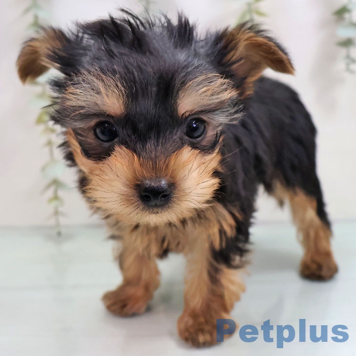 福岡県のヨークシャーテリア (ペットプラス 八幡東店/2025年11月13日生まれ/男の子/スチールブルータン)の子犬の1枚目の画像