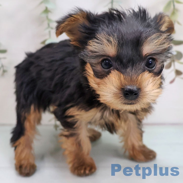 福岡県のヨークシャーテリア (ペットプラス 八幡東店/2025年11月13日生まれ/男の子/スチールブルータン)の子犬の2枚目の画像