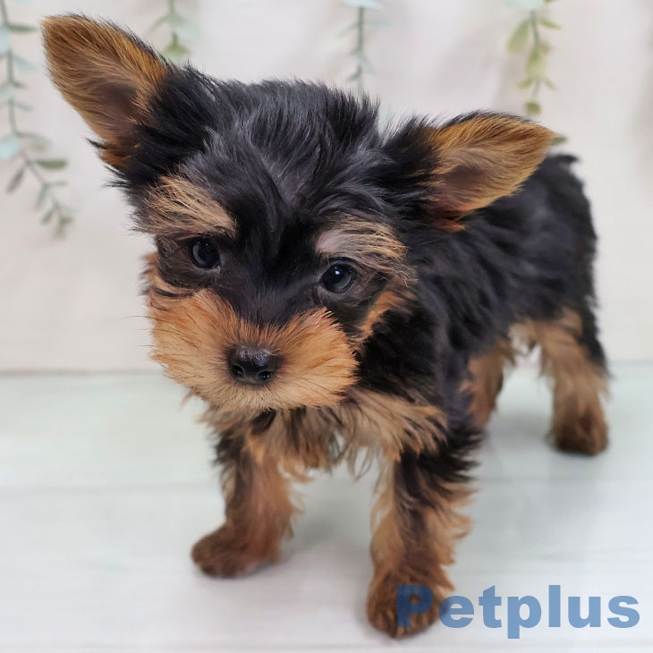 福岡県のヨークシャーテリア (ペットプラス ららぽーと福岡店/2025年11月13日生まれ/男の子/スチールブルータン)の子犬の1枚目の画像