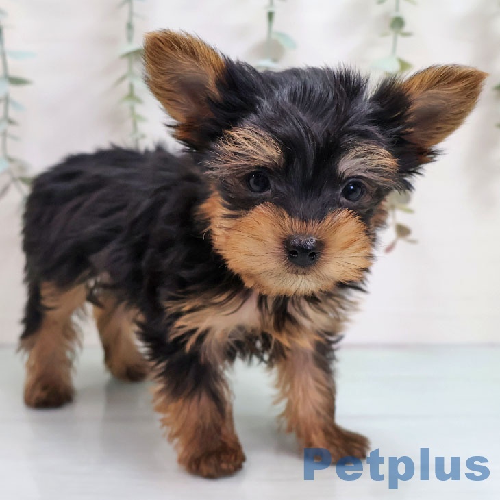 福岡県のヨークシャーテリア (ペットプラス ららぽーと福岡店/2025年11月13日生まれ/男の子/スチールブルータン)の子犬の2枚目の画像