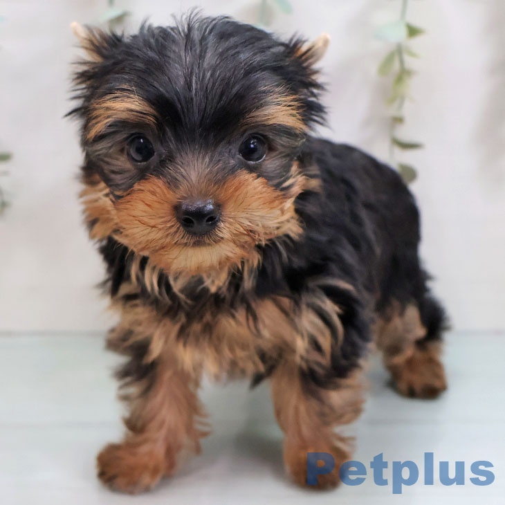 神奈川県のヨークシャーテリア (ペットプラス ゆめが丘ソラトス店/2025年11月13日生まれ/男の子/スチールブルータン)の子犬の1枚目の画像