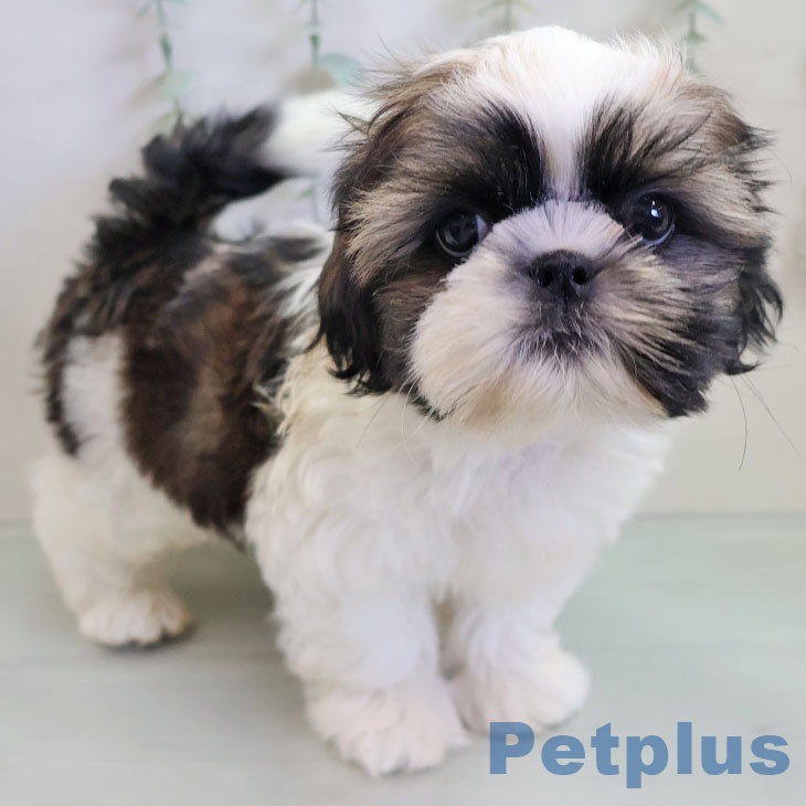 福岡県のシーズー (ペットプラス 八幡東店/2025年11月10日生まれ/男の子/ホワイトゴールド)の子犬の1枚目の画像