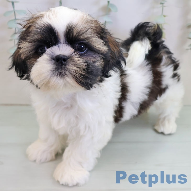 福岡県のシーズー (ペットプラス 八幡東店/2025年11月10日生まれ/男の子/ホワイトゴールド)の子犬の2枚目の画像