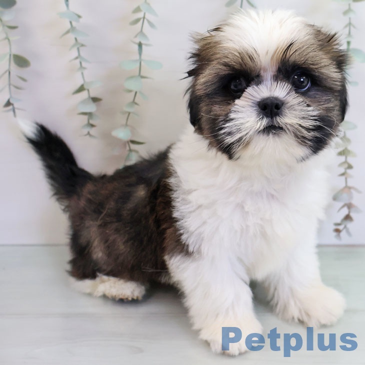 福岡県のシーズー (ペットプラス 福岡店/2025年11月10日生まれ/男の子/ゴールドホワイト)の子犬の2枚目の画像