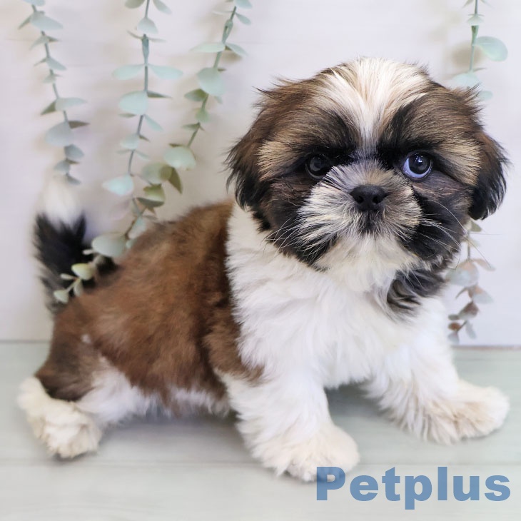 福岡県のシーズー (ペットプラス ららぽーと福岡店/2025年11月10日生まれ/男の子/ゴールドホワイト)の子犬の2枚目の画像