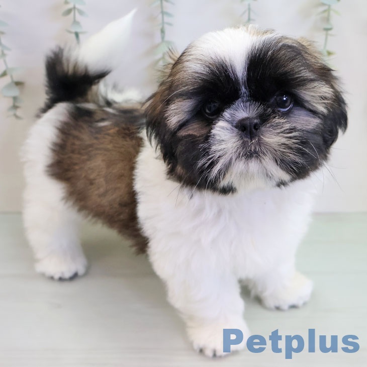 福岡県のシーズー (ペットプラス 福岡伊都店/2025年11月10日生まれ/女の子/ゴールドホワイト)の子犬の1枚目の画像