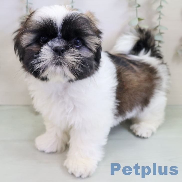 福岡県のシーズー (ペットプラス 福岡伊都店/2025年11月10日生まれ/女の子/ゴールドホワイト)の子犬の2枚目の画像