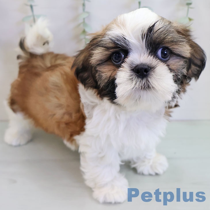 千葉県のシーズー (ペットプラス 成田店/2025年11月10日生まれ/男の子/ゴールドホワイト)の子犬の1枚目の画像