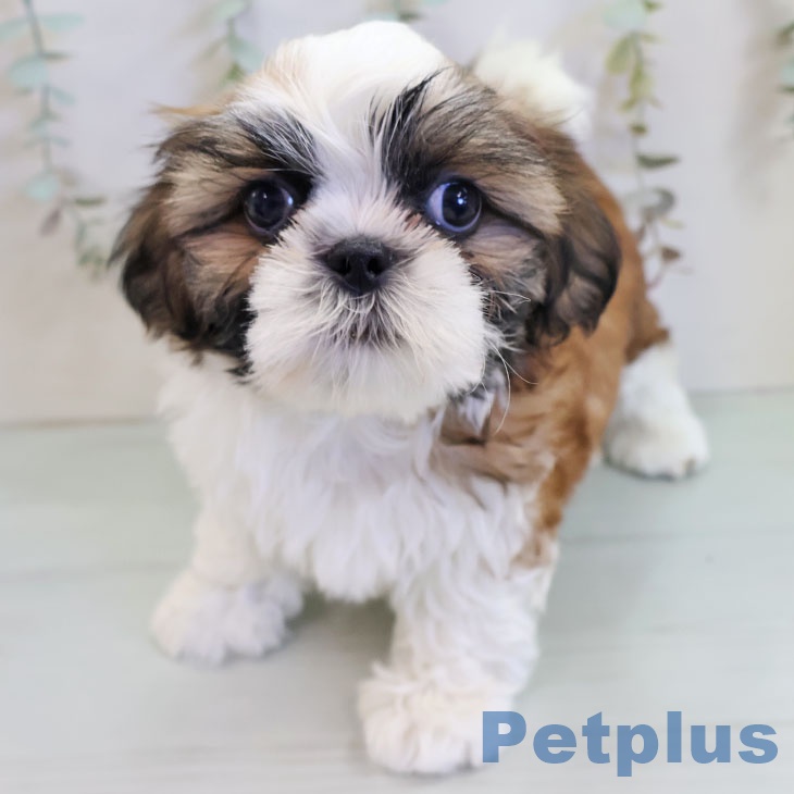 千葉県のシーズー (ペットプラス 成田店/2025年11月10日生まれ/男の子/ゴールドホワイト)の子犬の2枚目の画像