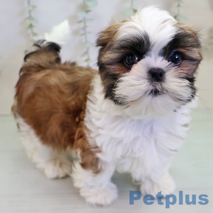 埼玉県のシーズー (ペットプラス イオンモール春日部店/2025年11月10日生まれ/男の子/ゴールドホワイト)の子犬の2枚目の画像