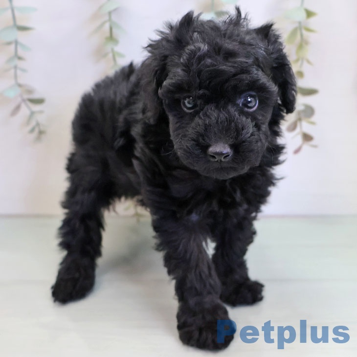 福岡県のトイプードル(トイ) (ペットプラス 小倉南店/2025年11月14日生まれ/男の子/ブラック)の子犬の2枚目の画像