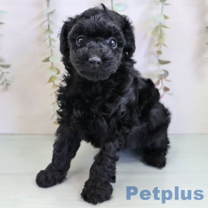 沖縄県のトイプードル(トイ) (ペットプラス 南風原店/2025年11月14日生まれ/女の子/ブラック)の子犬の1枚目の画像