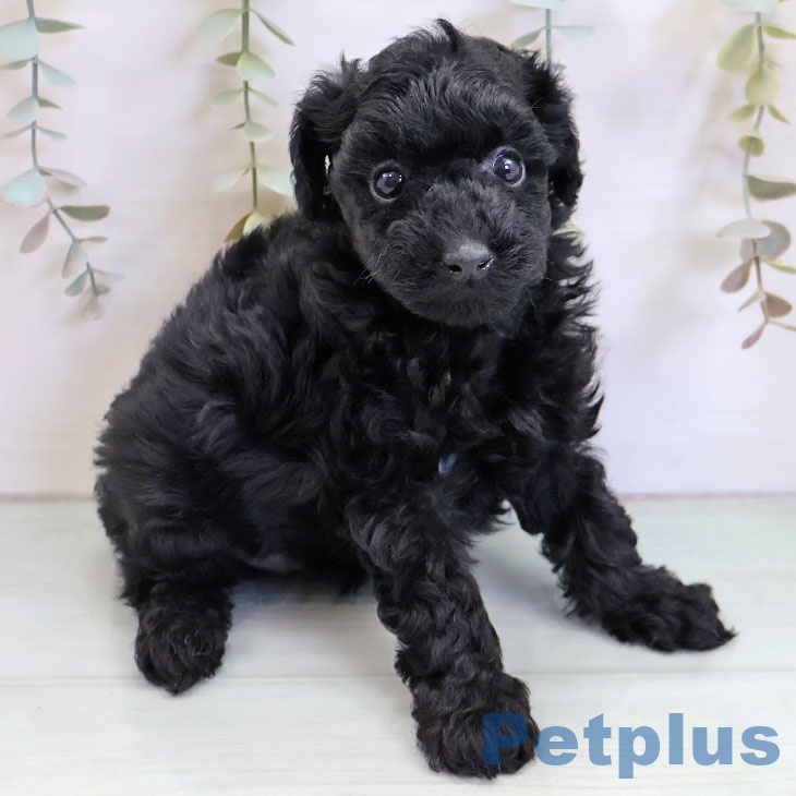 沖縄県のトイプードル(トイ) (ペットプラス 南風原店/2025年11月14日生まれ/女の子/ブラック)の子犬の2枚目の画像