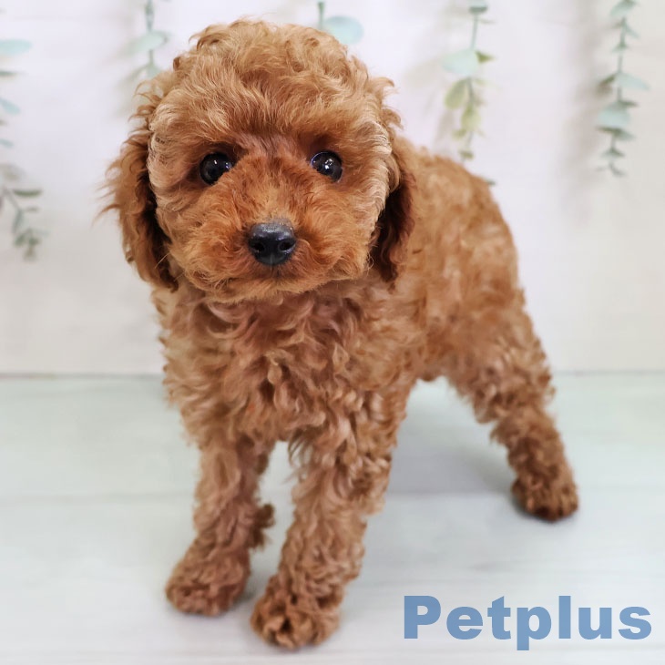 埼玉県のトイプードル(トイ) (ペットプラス ららぽーと富士見店/2025年11月13日生まれ/男の子/レッド)の子犬の1枚目の画像