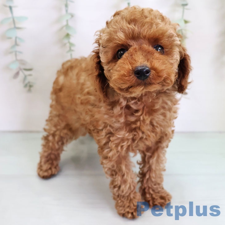 埼玉県のトイプードル(トイ) (ペットプラス ららぽーと富士見店/2025年11月13日生まれ/男の子/レッド)の子犬の2枚目の画像