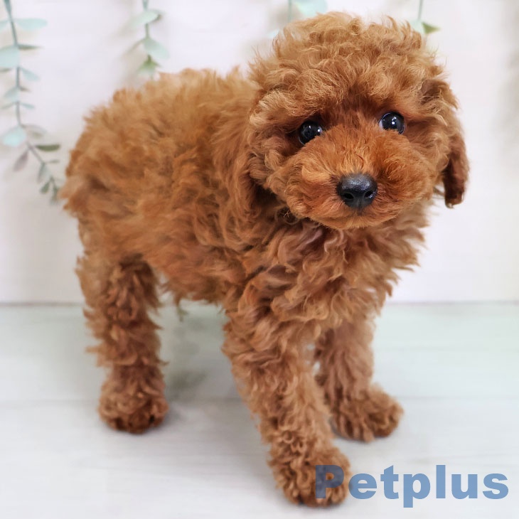 宮崎県のトイプードル(トイ) (ペットプラス 宮崎店/2025年11月13日生まれ/男の子/レッド)の子犬の1枚目の画像
