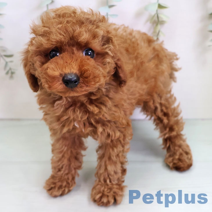 宮崎県のトイプードル(トイ) (ペットプラス 宮崎店/2025年11月13日生まれ/男の子/レッド)の子犬の2枚目の画像