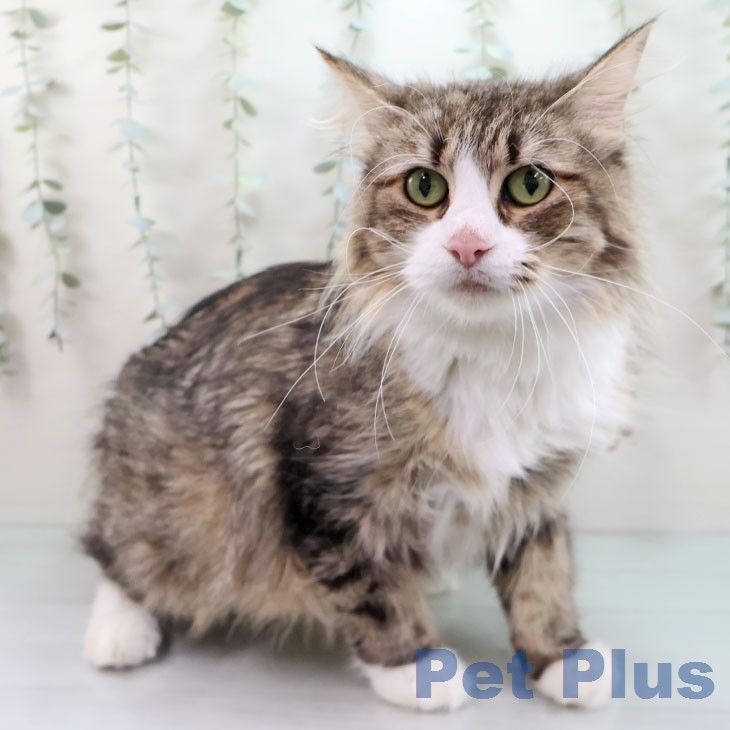 ノルウェージャンフォレストキャット