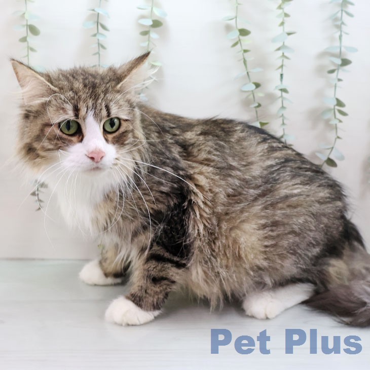 ノルウェージャンフォレストキャット