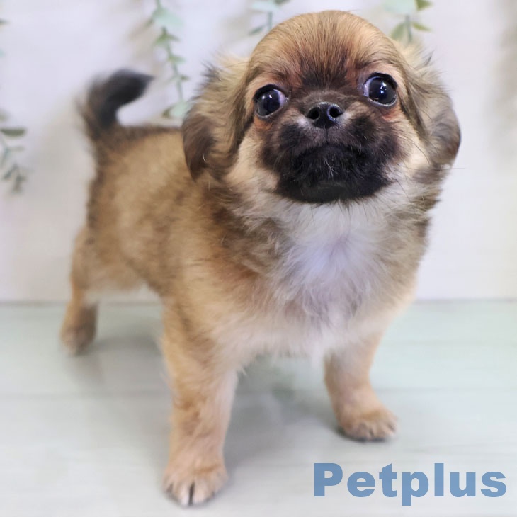 神奈川県のチワワ(ロング) (ペットプラス 湘南平塚店/2025年11月14日生まれ/男の子/レッド)の子犬の2枚目の画像