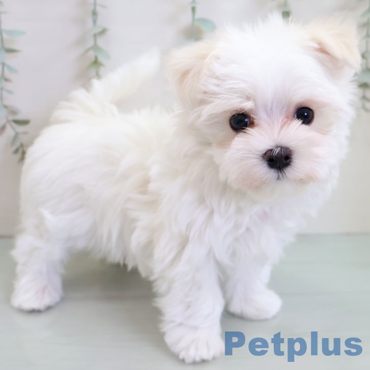 東京都のマルチーズ (ペットプラス MARK IS 葛飾かなまち店/2025年11月12日生まれ/男の子/ホワイト)の子犬の1枚目の画像
