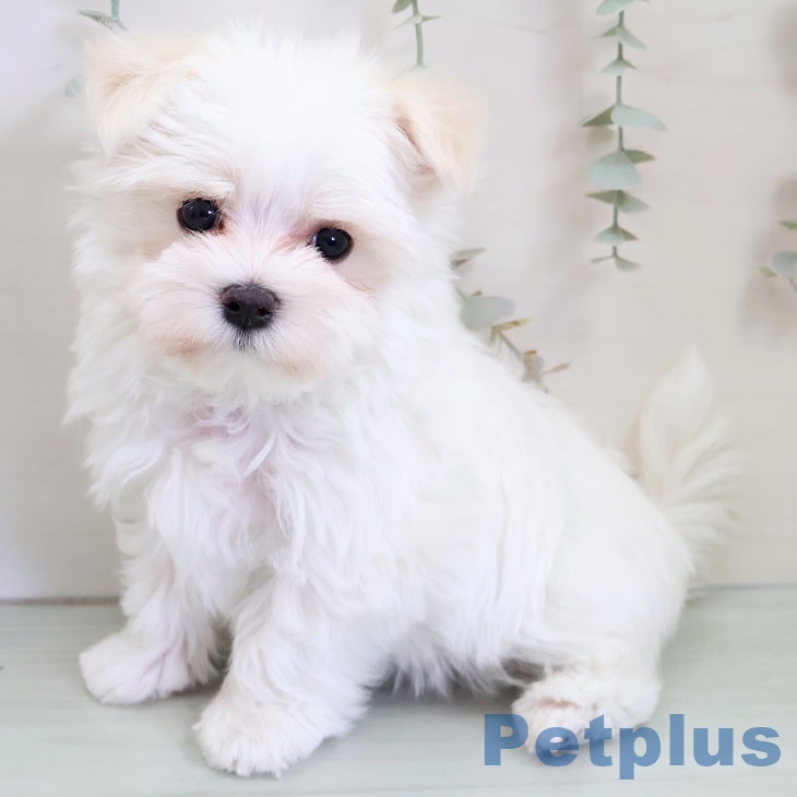 東京都のマルチーズ (ペットプラス MARK IS 葛飾かなまち店/2025年11月12日生まれ/男の子/ホワイト)の子犬の2枚目の画像