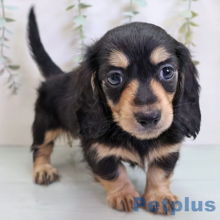 千葉県のカニンヘンダックスフンド(ロング) (ペットプラス 船橋店/2025年11月14日生まれ/男の子/ブラックタン)の子犬の1枚目の画像