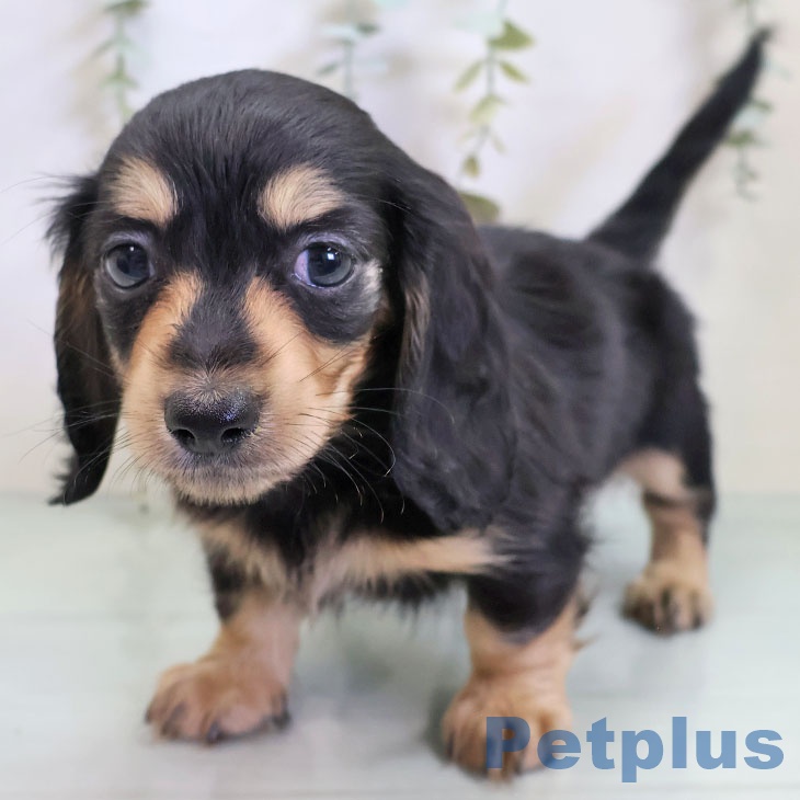 千葉県のカニンヘンダックスフンド(ロング) (ペットプラス 船橋店/2025年11月14日生まれ/男の子/ブラックタン)の子犬の2枚目の画像