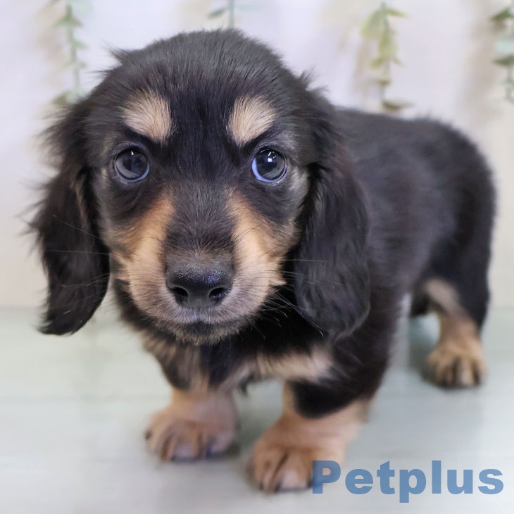 長野県のカニンヘンダックスフンド(ロング) (ペットプラス 長野店/2025年11月14日生まれ/男の子/ブラックタン)の子犬の1枚目の画像