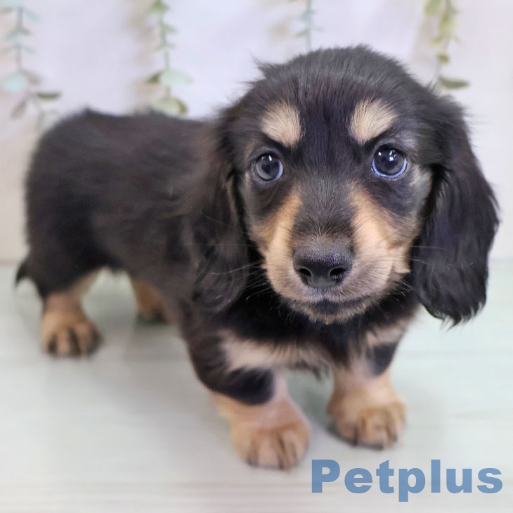 長野県のカニンヘンダックスフンド(ロング) (ペットプラス 長野店/2025年11月14日生まれ/男の子/ブラックタン)の子犬の2枚目の画像