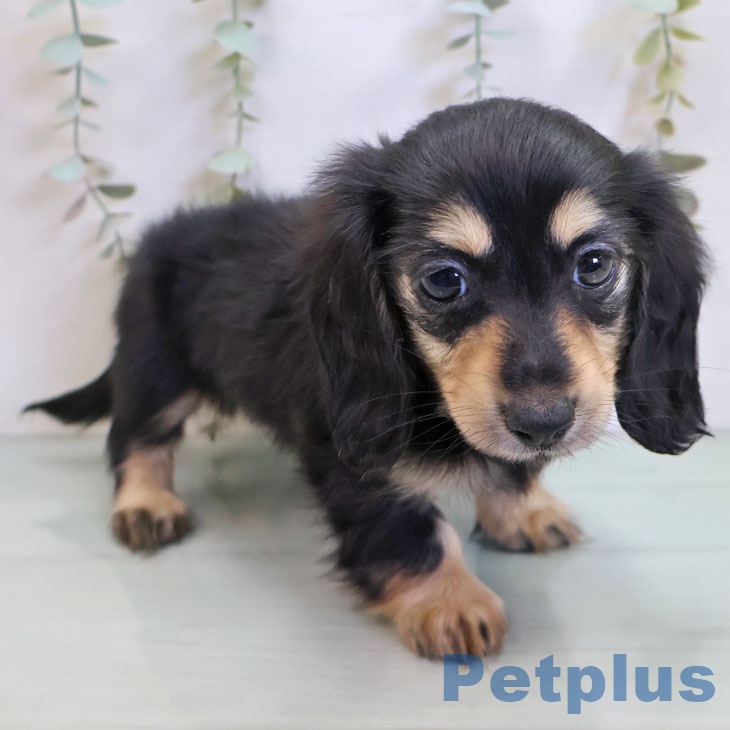 宮城県のカニンヘンダックスフンド(ロング) (ペットプラス 仙台上杉店/2025年11月14日生まれ/女の子/ブラックタン)の子犬の1枚目の画像