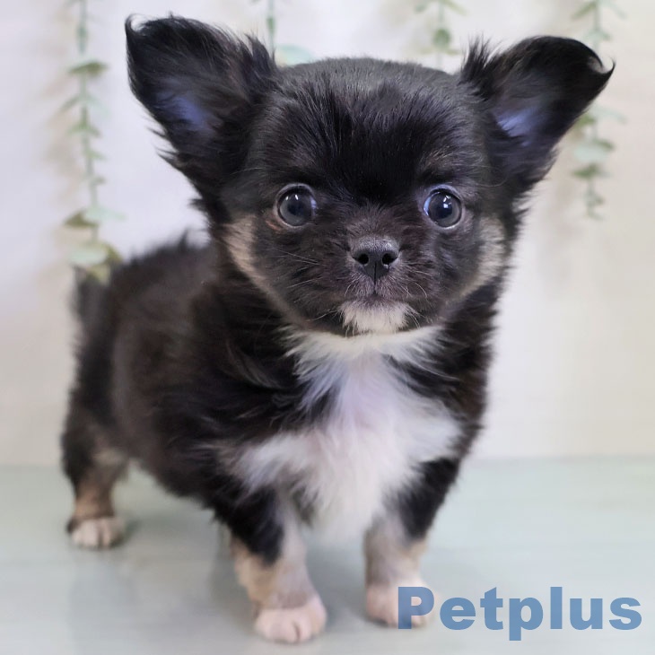 長崎県のチワワ(ロング) (ペットプラス 長崎店/2025年11月14日生まれ/男の子/ブラックタンホワイト)の子犬の1枚目の画像