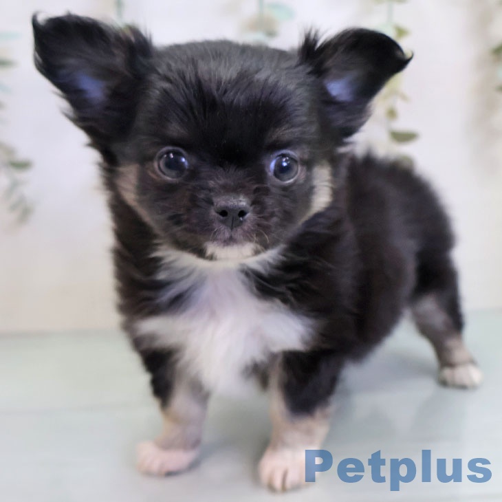 長崎県のチワワ(ロング) (ペットプラス 長崎店/2025年11月14日生まれ/男の子/ブラックタンホワイト)の子犬の2枚目の画像