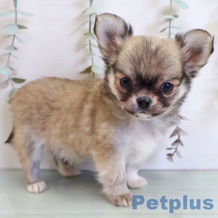 宮崎県のチワワ(ロング) (ペットプラス 宮崎店/2025年11月14日生まれ/男の子/フォーンホワイト)の子犬の1枚目の画像