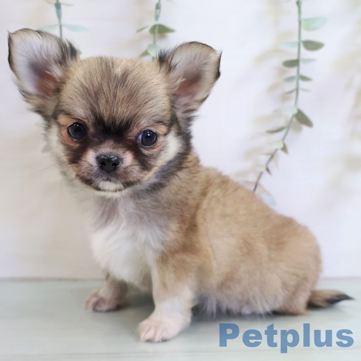 宮崎県のチワワ(ロング) (ペットプラス 宮崎店/2025年11月14日生まれ/男の子/フォーンホワイト)の子犬の2枚目の画像