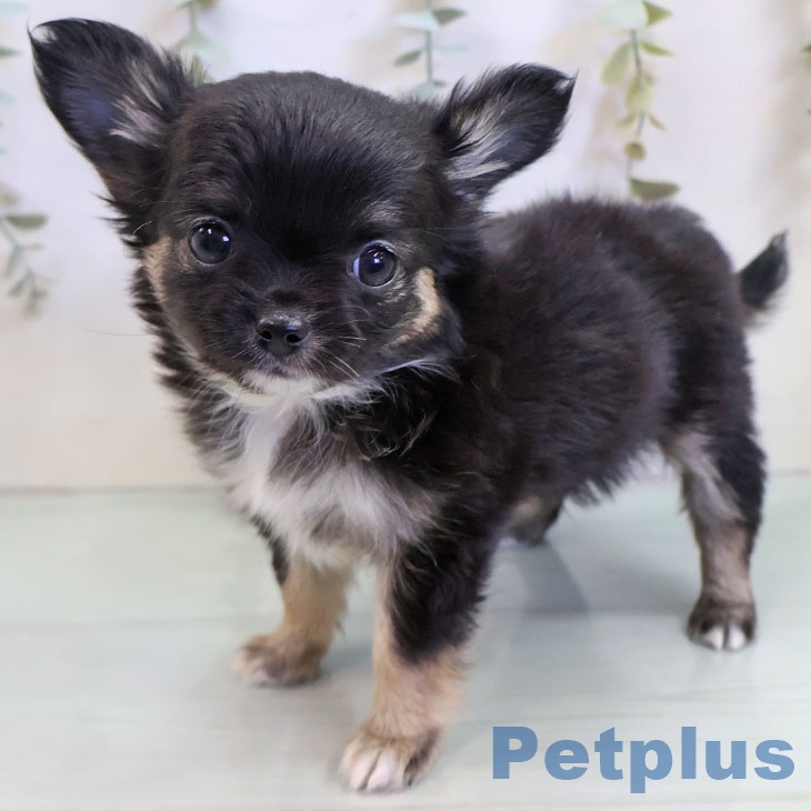 福岡県のチワワ(ロング) (ペットプラス 八幡東店/2025年11月14日生まれ/女の子/ブラックタンホワイト)の子犬