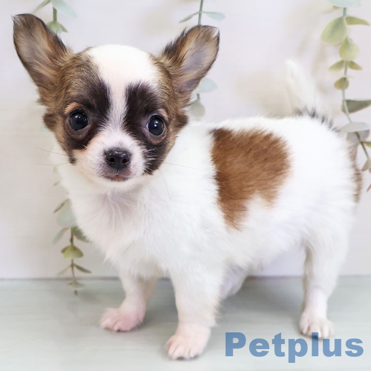 茨城県のチワワ(ロング) (ペットプラス つくば店/2025年11月14日生まれ/男の子/ホワイトレッド)の子犬の1枚目の画像