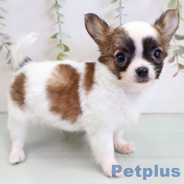 茨城県のチワワ(ロング) (ペットプラス つくば店/2025年11月14日生まれ/男の子/ホワイトレッド)の子犬の2枚目の画像