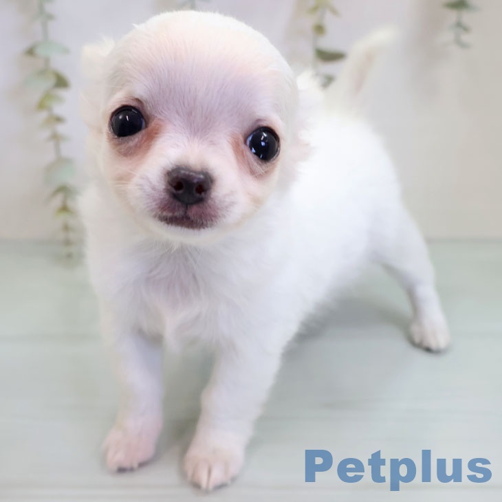 長野県のチワワ(ロング) (ペットプラス 須坂店/2025年11月14日生まれ/男の子/ホワイトクリーム)の子犬の2枚目の画像