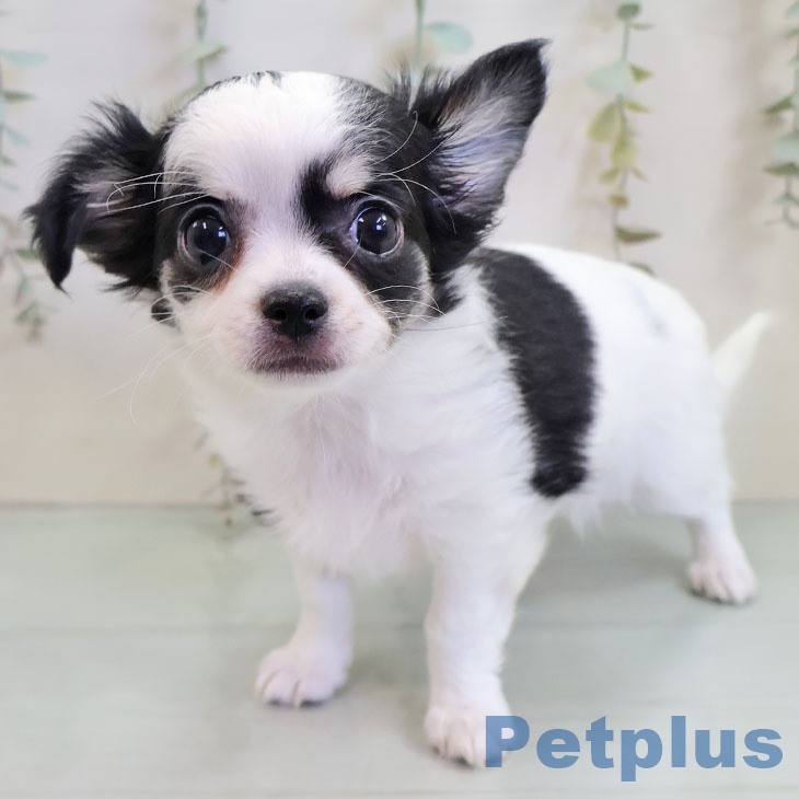 神奈川県のチワワ(ロング) (ペットプラス ビアレ横浜店/2025年11月11日生まれ/女の子/パーティーカラー)の子犬の1枚目の画像