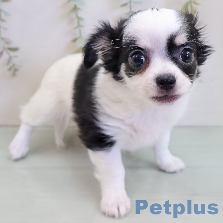 神奈川県のチワワ(ロング) (ペットプラス ビアレ横浜店/2025年11月11日生まれ/女の子/パーティーカラー)の子犬の2枚目の画像