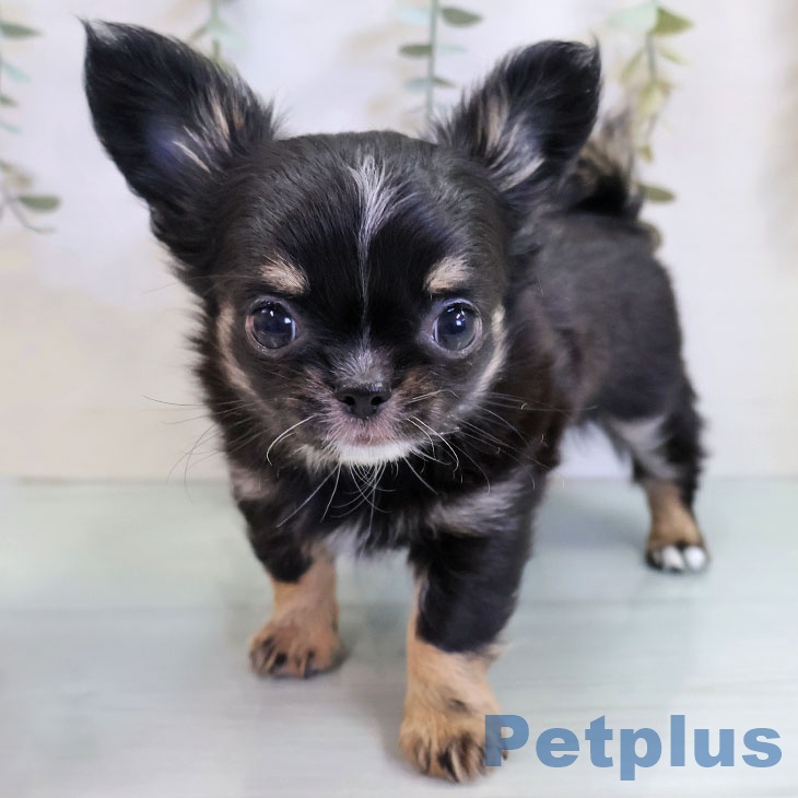 千葉県のチワワ(ロング) (ペットプラス 船橋店/2025年11月12日生まれ/男の子/ブラックタンホワイト)の子犬の1枚目の画像