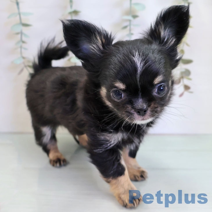 千葉県のチワワ(ロング) (ペットプラス 船橋店/2025年11月12日生まれ/男の子/ブラックタンホワイト)の子犬の2枚目の画像