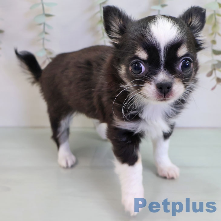 東京都のチワワ(ロング) (ペットプラス むさし村山店/2025年11月12日生まれ/女の子/ブラックタンホワイト)の子犬の2枚目の画像